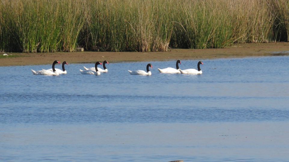 Vida Silvestre Autóctona Chascomús: “hay que preguntarse por qué dejaron de estar”