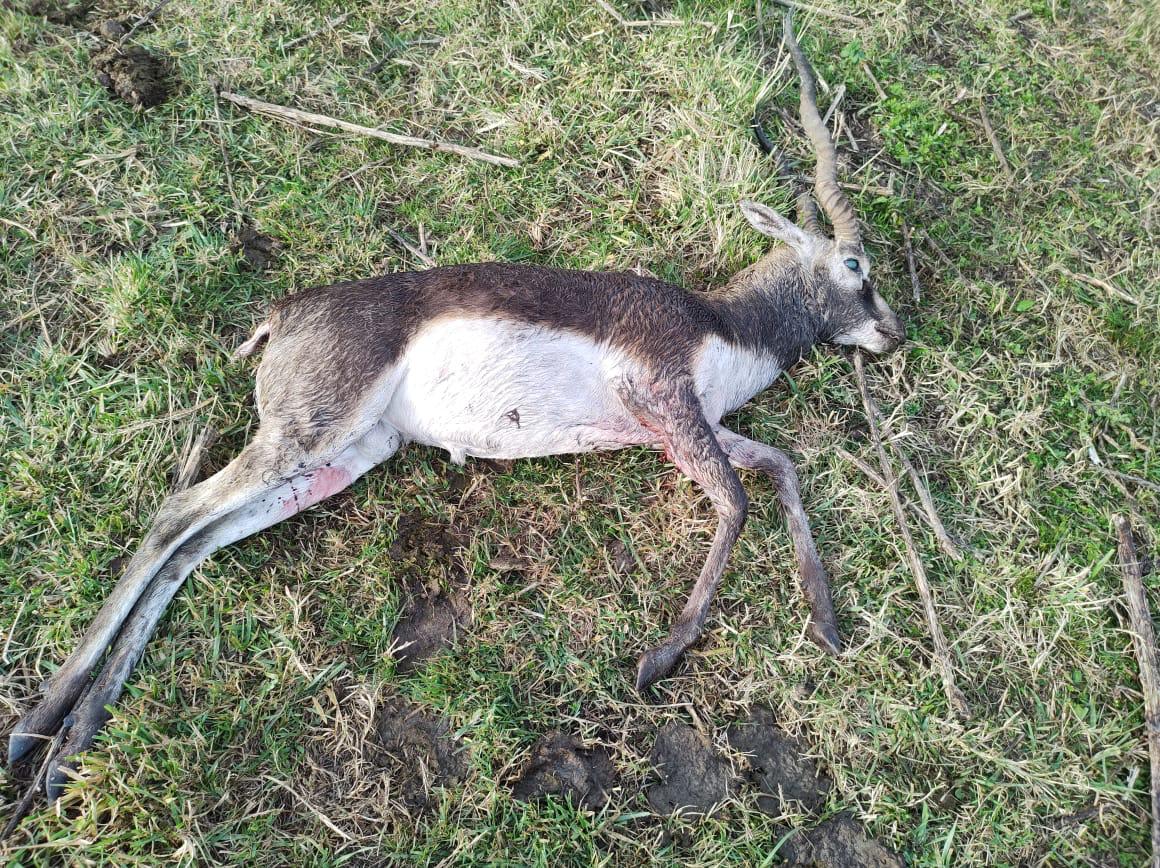 El CPR de Chascomús informó un total de 19 infracciones ocurridas en una semana