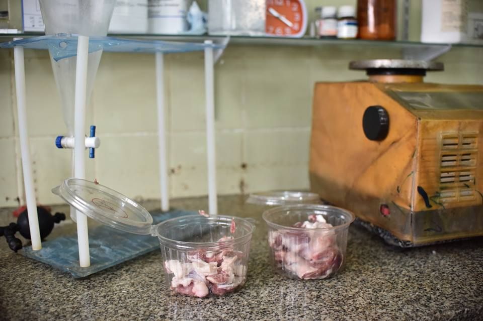 Prevenir la triquinosis: Realizan de forma gratuita el análisis de la carne de cerdo en la Dirección de Bromatología local