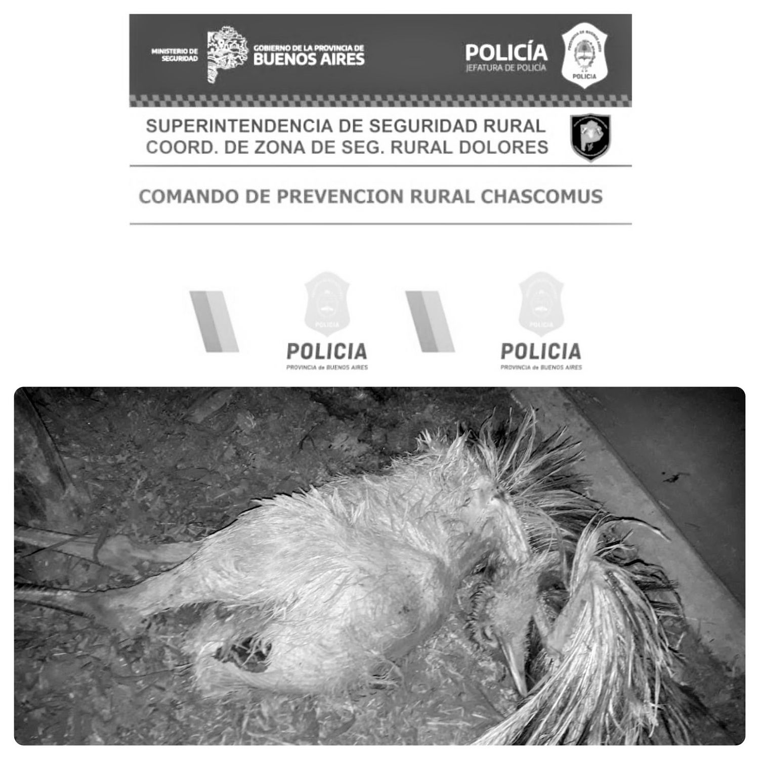 El Comando de Prevención Rural de Chascomús efectuó 29 infracciones