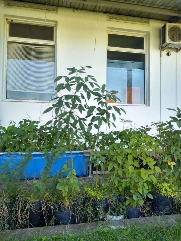 Serán donados 75 ejemplares de árboles nativos para quienes deseen plantar en su domicilio