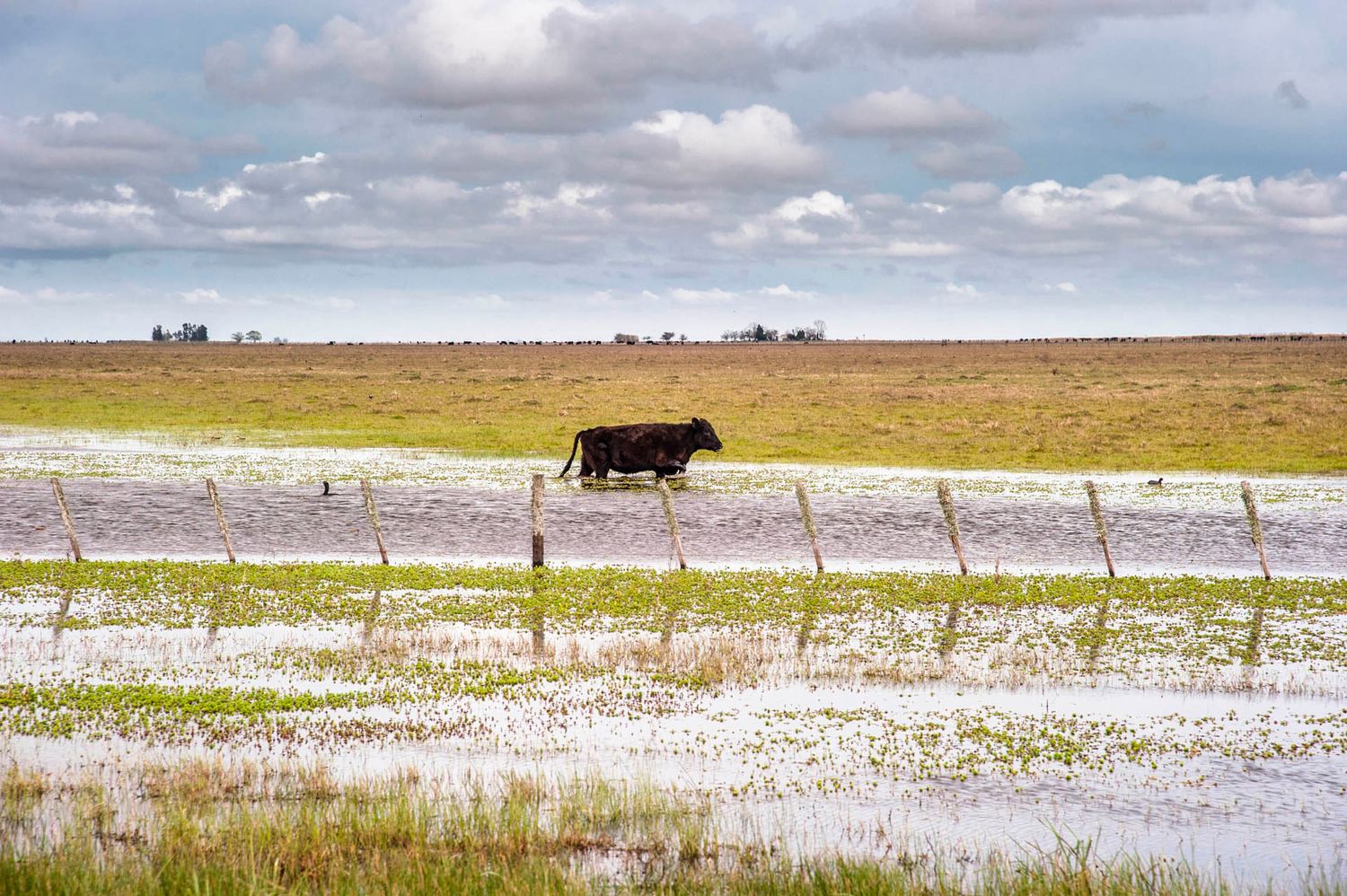 Declaran “estado de emergencia” por inundación para algunos campos de Dolores
