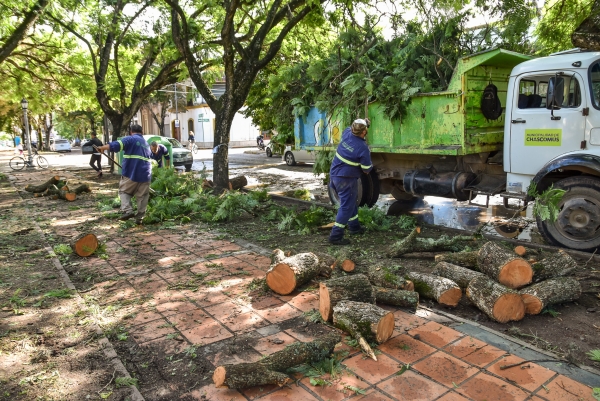Caída de árboles, ramas y cables cortados fue el saldo que dejó la tormenta en Chascomús