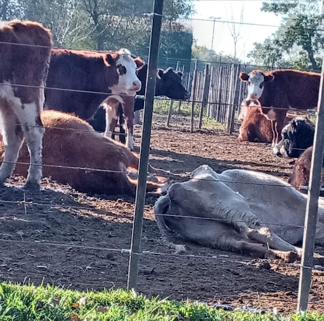 Llamado de atención por animales secuestrados en estados deplorables