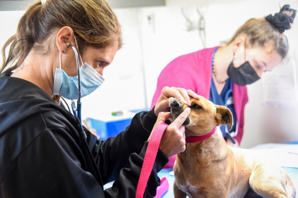 Programa municipal de castración gratuita continuará en el barrio La Noria
