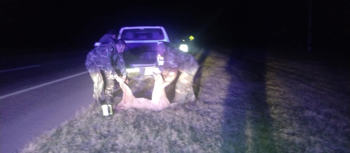 Un Puma de gran porte apareció muerto a la vera de la Autovía 2 en jurisdicción de Lezama