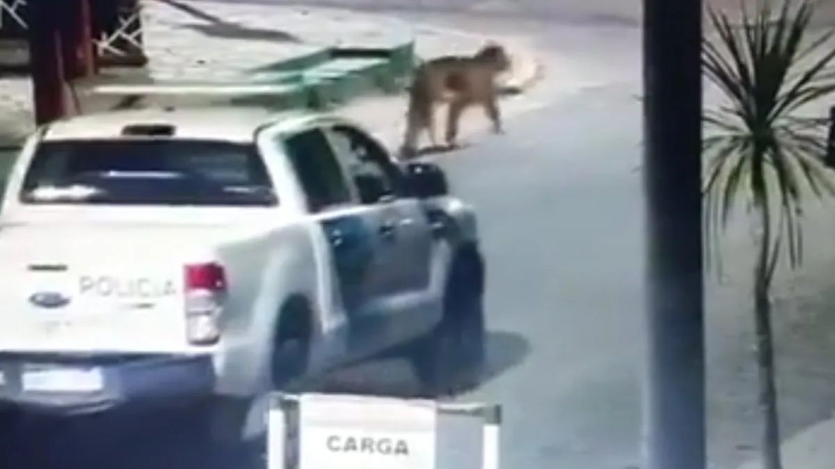 Alerta en Villa Gesell por puma suelto: suspenden clases y piden no salir de las casas