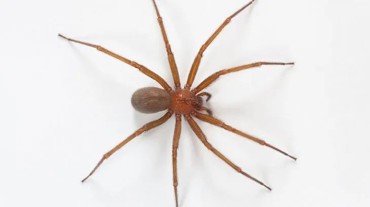Cómo reconocer la araña del rincón que provocó la muerte de una bebé de 18 meses en Lincoln