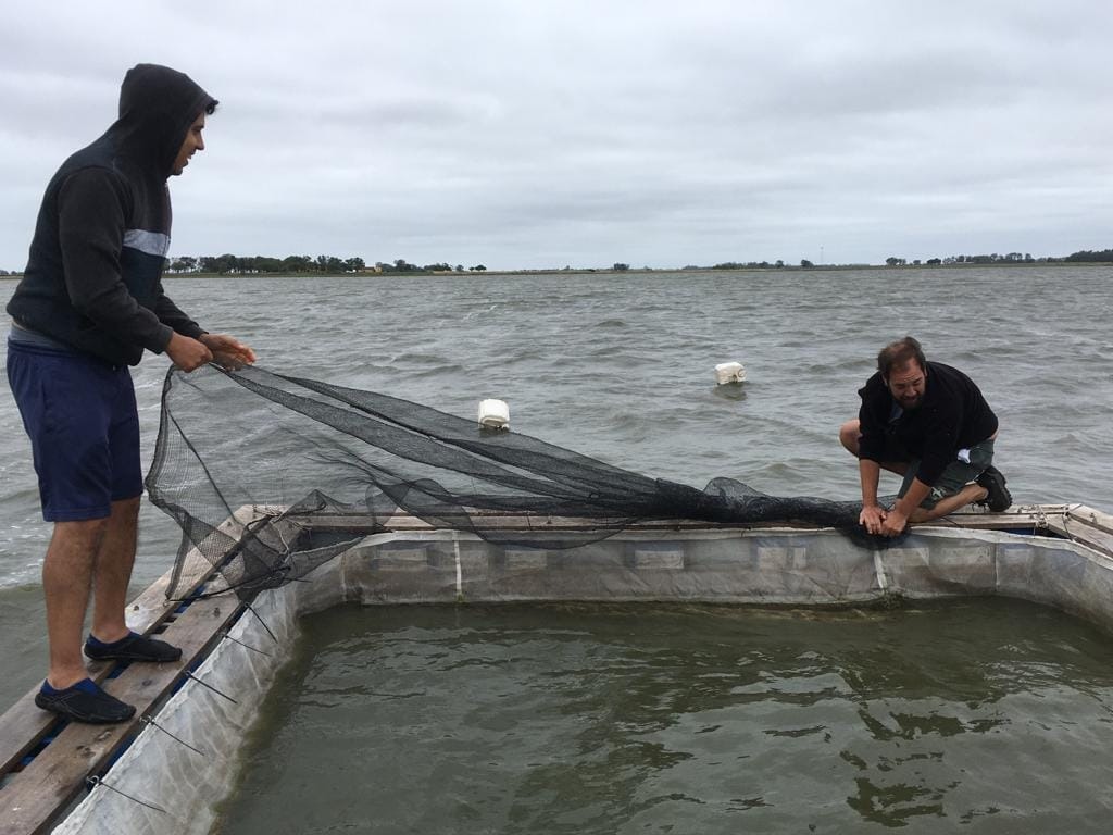 Realizaron nuevamente una exitosa siembra de alevinos en la laguna Chis Chis