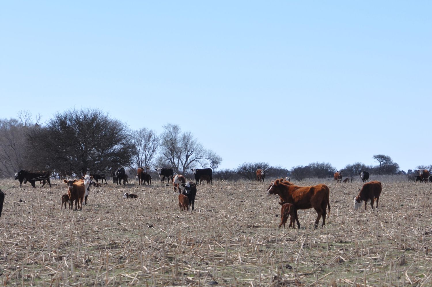 CHASCOMUS ENTRE LOS CASOS “EXTREMOS”: Las sequías siguen complicando a casi toda la Provincia de Buenos Aires