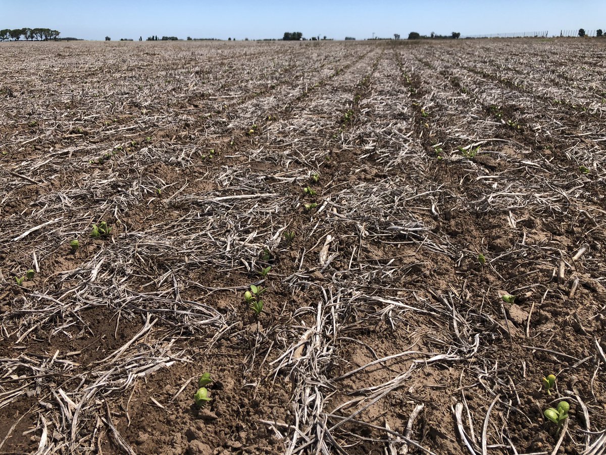 Gestión de la ARCH: Prórroga en la presentación de la declaración jurada por de emergencia y/o desastre por sequía