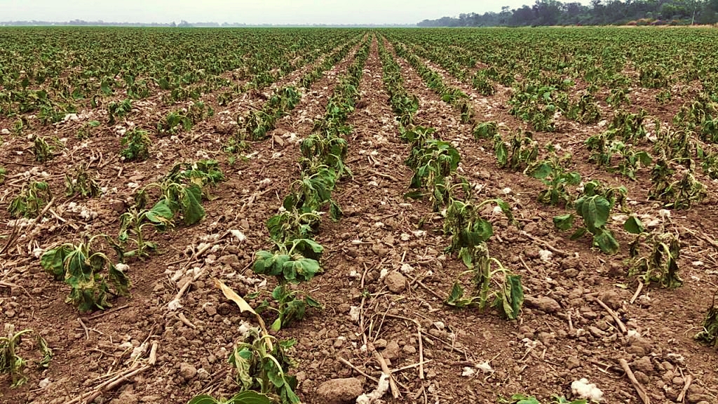 Por la sequía la cosecha de soja será una de las peores de los últimos 15 años