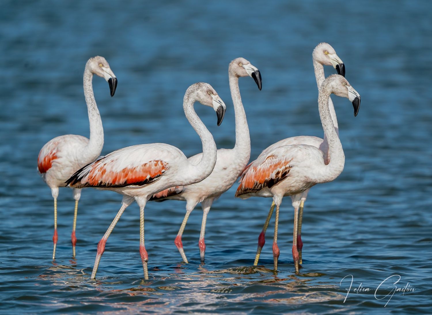 ¿Por qué vemos flamencos en la laguna Chascomús?