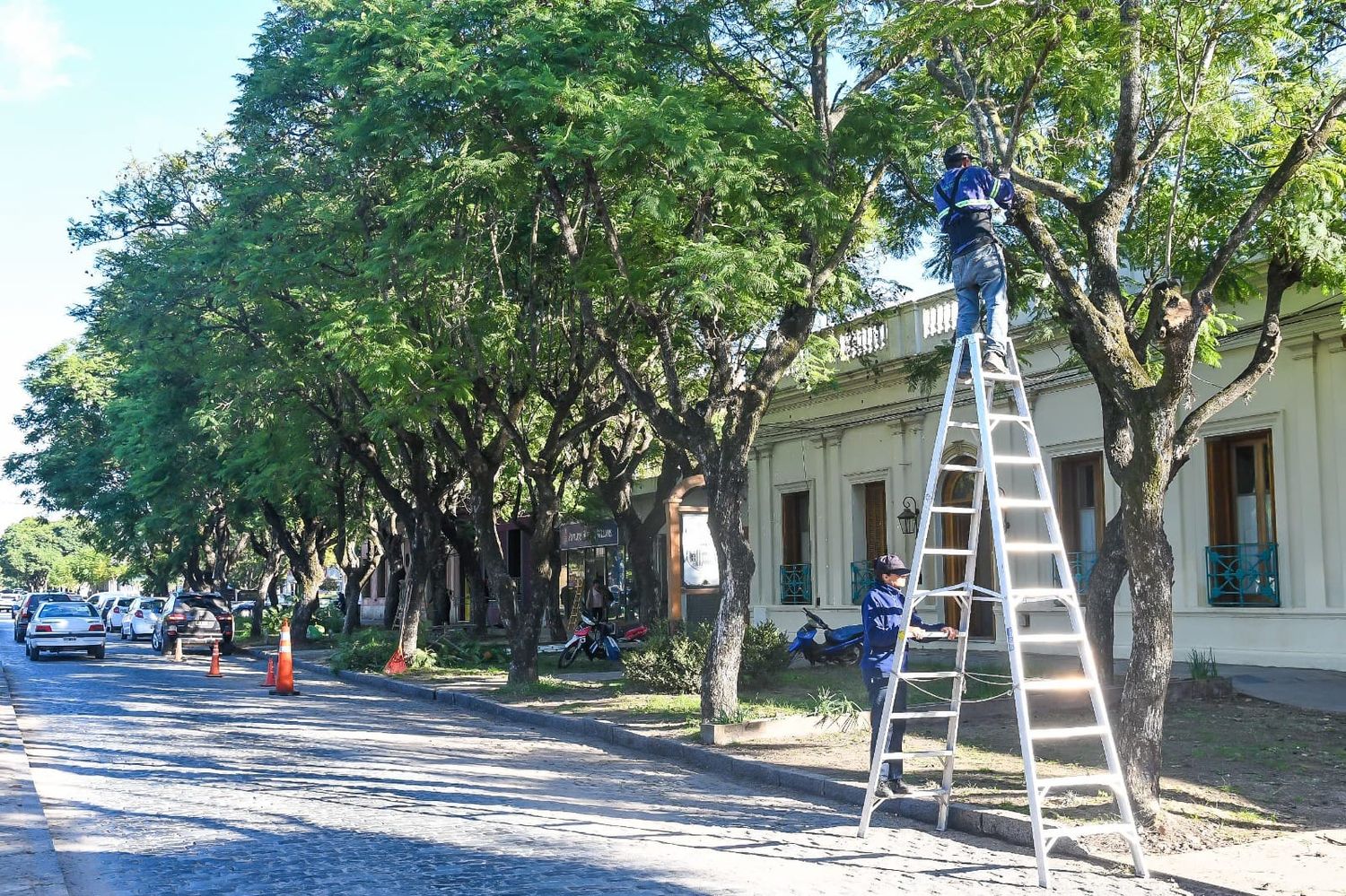 Arbolado público: capacitación para podadores de arbolado urbano