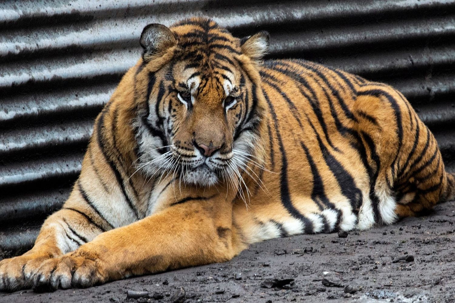 Rescataron a dos tigres de Bengala en un campo de Balcarce: “Estaban descuidados y desnutridos”
