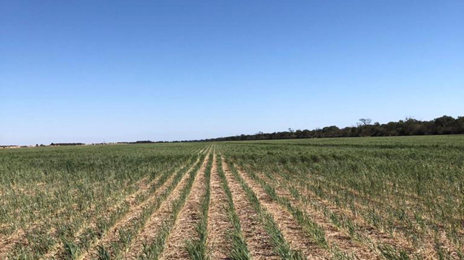 Productores afectados por la sequía podrán acceder a los beneficios del Gobierno nacional