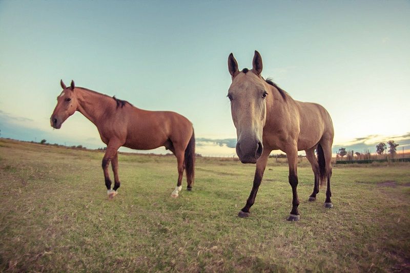 Anuncian una charla abierta sobre Encefalomielitis Equinas en el Fortín Chascomús
