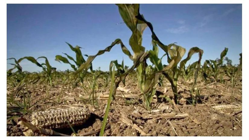 Emergencia Agropecuaria en Chascomús: se extiende el período de adhesión
