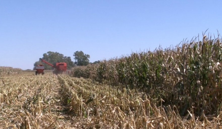 Aseguran que el agua no será un factor limitante para la campaña gruesa