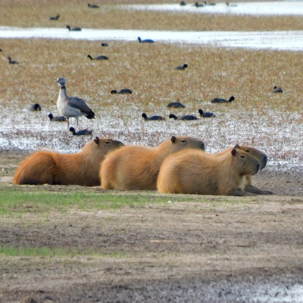 Humedales: la importancia de estos socioecosistemas que ocupan el 35% del territorio bonaerense