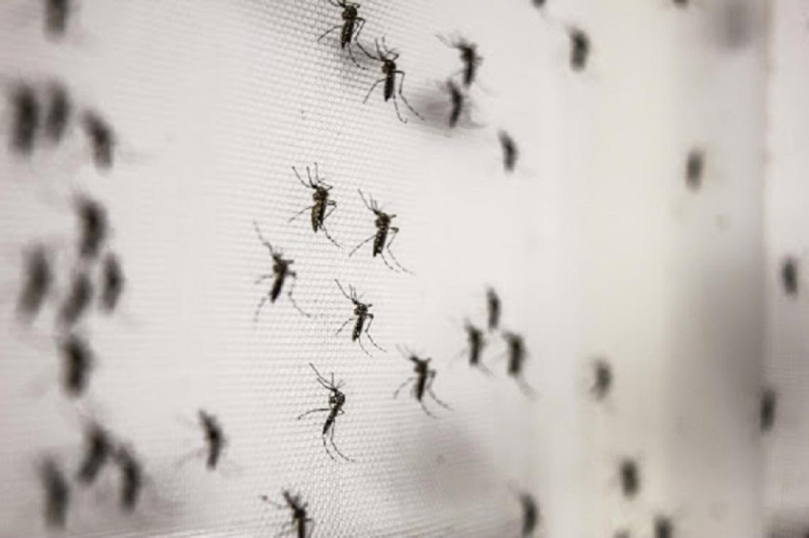 Preocupación en nuestra ciudad por la invasión de mosquitos
