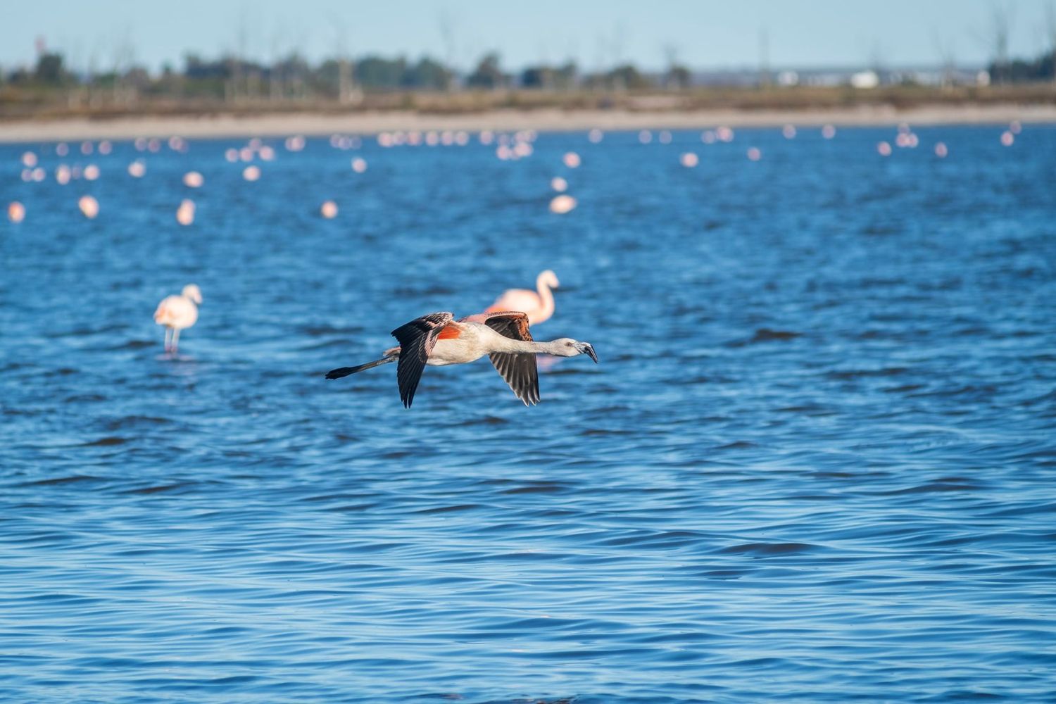El hogar bonaerense de los flamencos australes