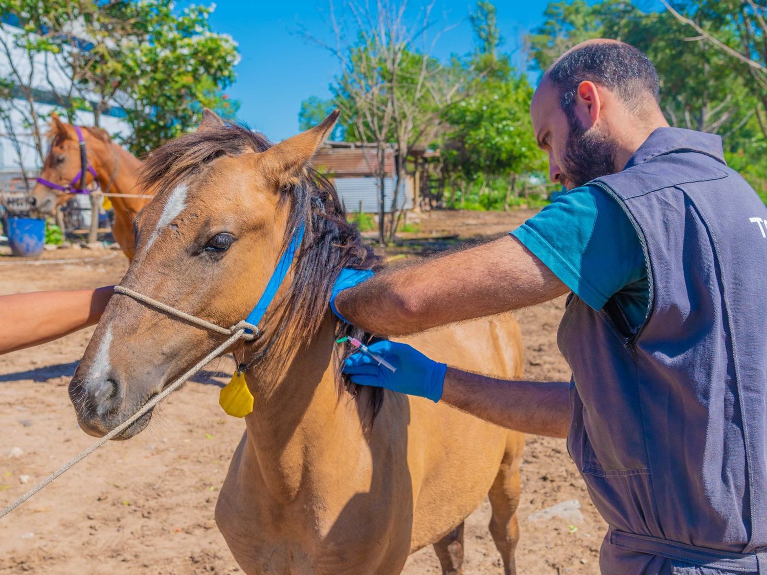 Encefalitis Equina: 34 distritos bonaerenses registran contagios en humanos