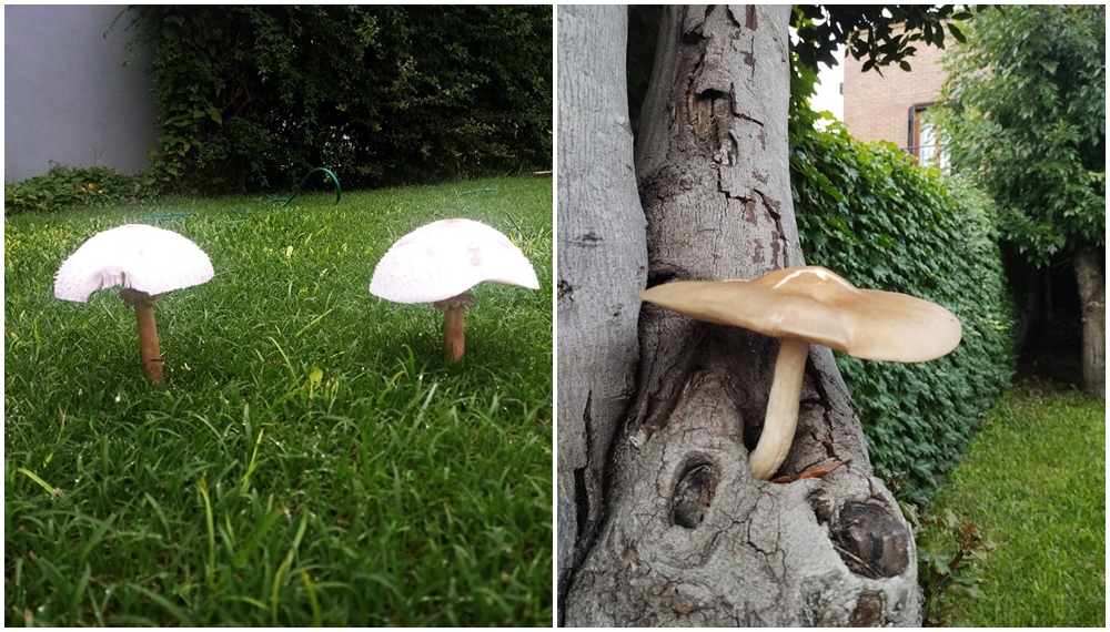 Proliferación de hongos por las lluvias: la UNLP advierte por posible toxicidad