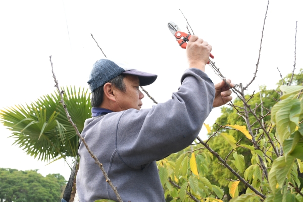 Este jueves comienza la capacitación del curso de poda en Chascomús