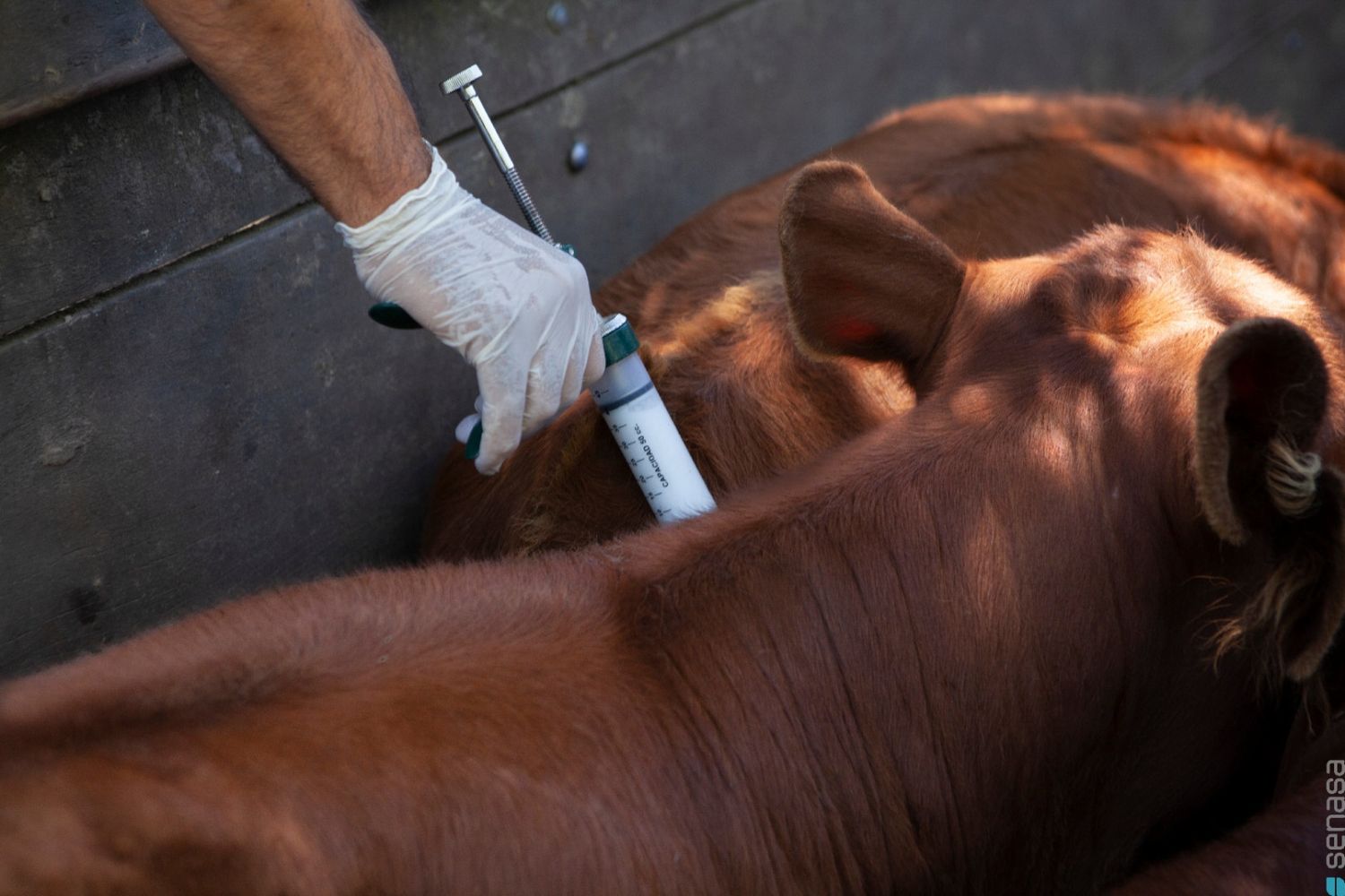 El Gobierno oficializó cambios para la importación de la vacuna antiaftosa