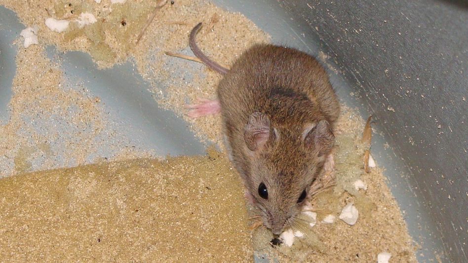 Informan las muertes de una niña y un hombre por Fiebre Hemorrágica Argentina en la provincia