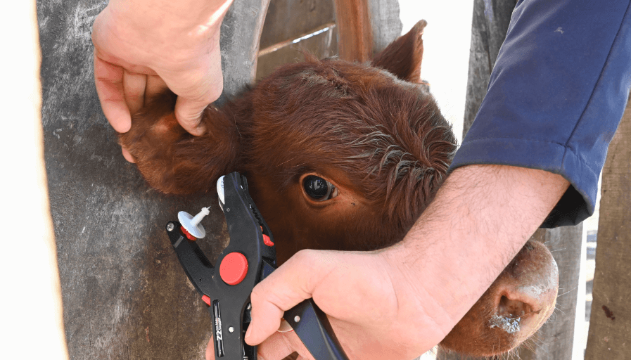 Nación anunció la trazabilidad electrónica obligatoria para el ganado y pagará su costo