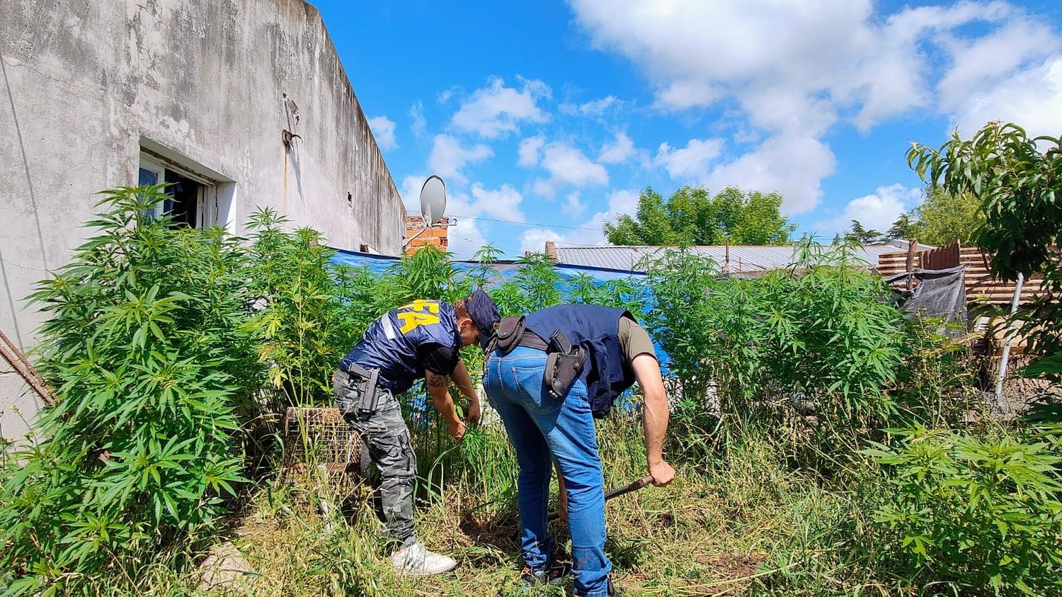Allanamiento en General Belgrano: Secuestran plantas de marihuana y avanzan en investigación por Grooming