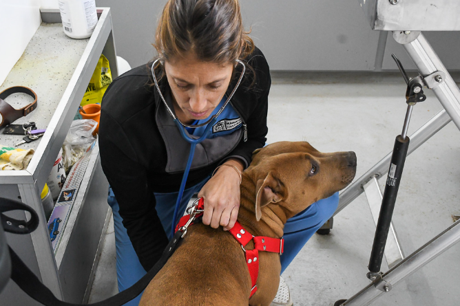 Castraciones: El próximo lunes 3 se realizarán las revisaciones y se otorgarán los turnos para febrero