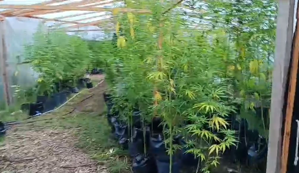 Chascomús: Detienen a dos personas y secuestran 800 plantas de marihuana en Adela