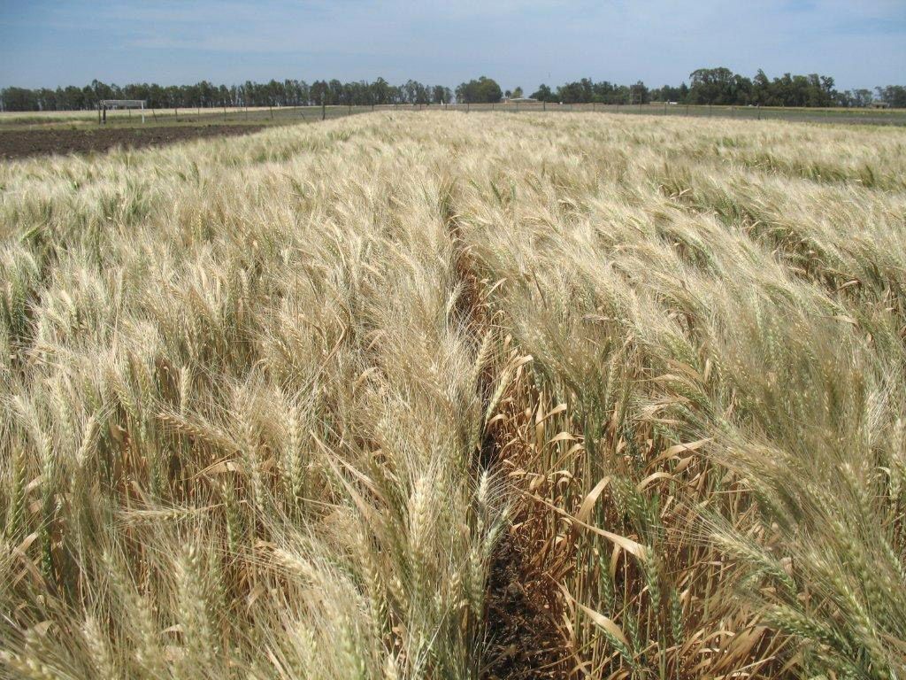 Anuncio: el Gobierno extendió la rebaja temporal de las retenciones para el trigo y la cebada