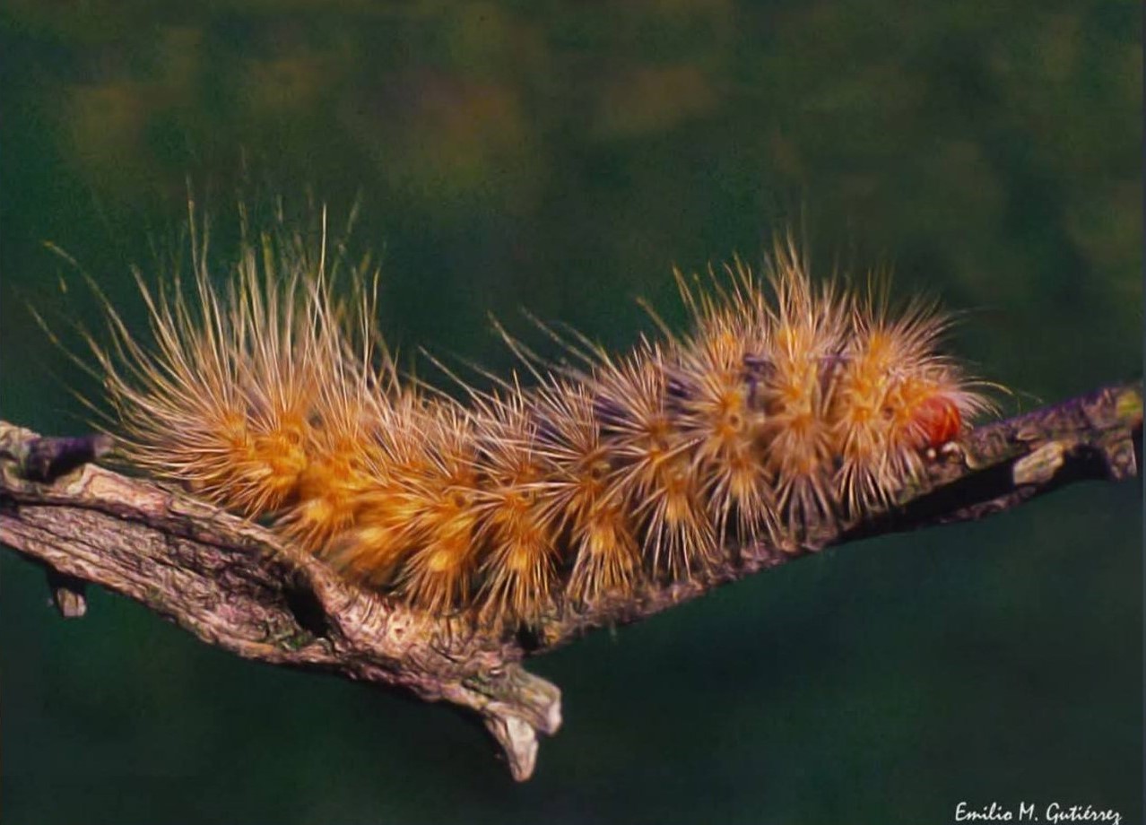 El Concejo Deliberante tratará el reconocimiento cultural al fotógrafo Emilio Gutiérrez