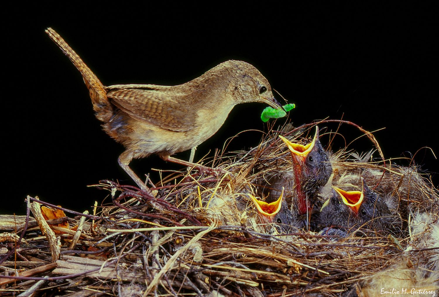 El fotógrafo chascomunense Emilio Mariano Gutiérrez fue reconocido por la plataforma internacional VIEWBUG