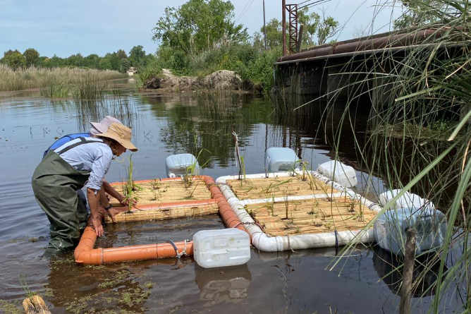 “Solución Basada en la Naturaleza”: Colocan islas flotantes artificiales en la laguna de Chascomús