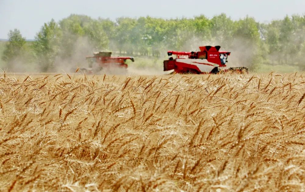 Trigo: esperan una cosecha histórica, con claroscuros en la provincia por las inundaciones