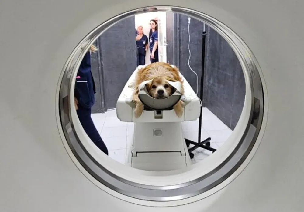 UNLP: Veterinaria tiene el primer tomógrafo computado de una universidad pública