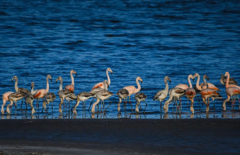 Reserva Natural Laguna de Epecuén, la casa del flamenco austral