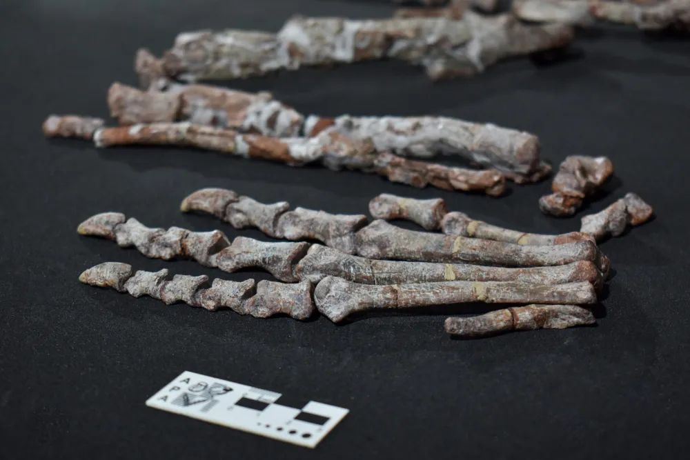 La Universidad Nacional de La Plata participó del hallazgo de uno de los dinosaurios más antiguos del mundo