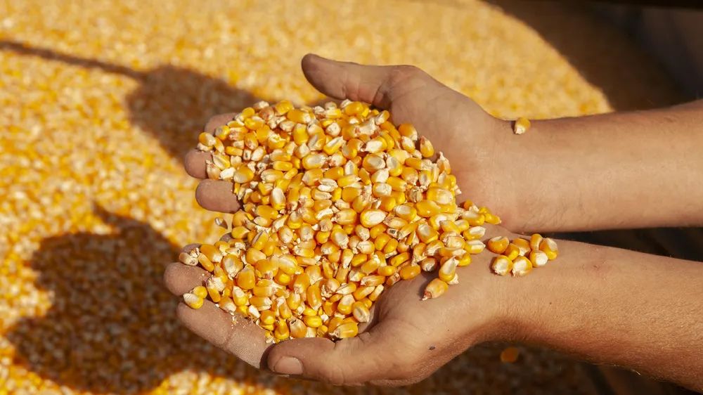 Fuerte caída en el ingreso de dólares del campo tras el fin de las retenciones cero