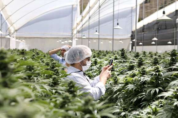 Media sanción para la producción industrial del cannabis medicinal: ¿qué dice el proyecto?