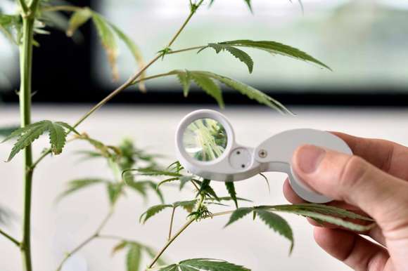 La UNLP dictará un posgrado online en prescripción de cannabis medicinal