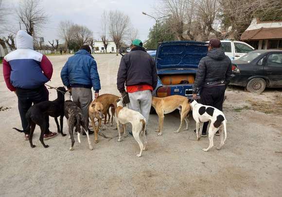 Por invasión de galgueros en zonas rurales de Chascomús, vecinos acudieron a la agrupación Proyecto Galgo Argentina