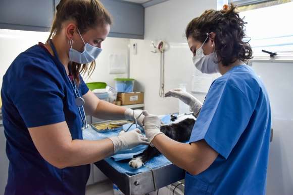 Programa de castración gratuita: continúa el servicio con turnos previos