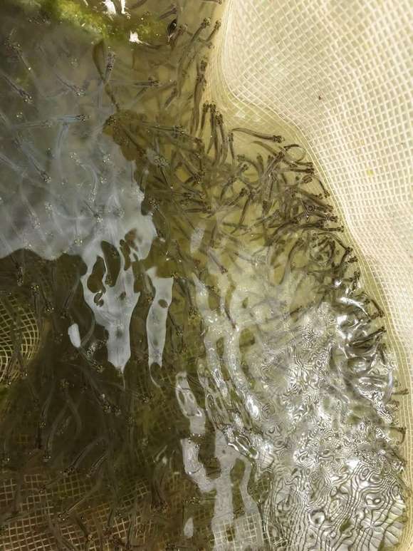 Segunda temporada de siembra de pejerrey en laguna La Salada de Monasterio