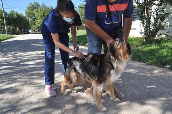 Chascomús: La campaña de vacunación antirrábica gratuita finalizó con 2213 mascotas inmunizadas